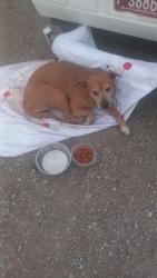 Found/Stray Female Dog last seen Castleberry and carey, Las Vegas, NV 89156