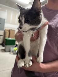 Found/Stray Unknown Cat last seen Near Belmont Middle School, Belmont, NC 28012