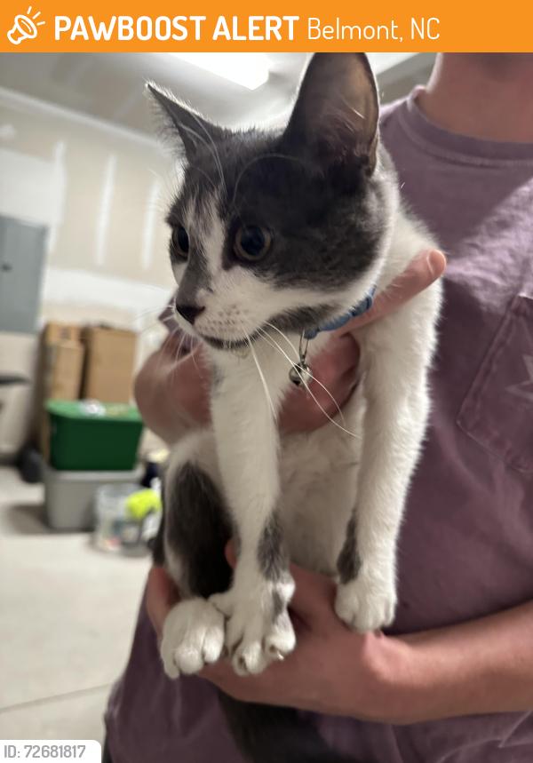 Found/Stray Unknown Cat last seen Near Belmont Middle School, Belmont, NC 28012