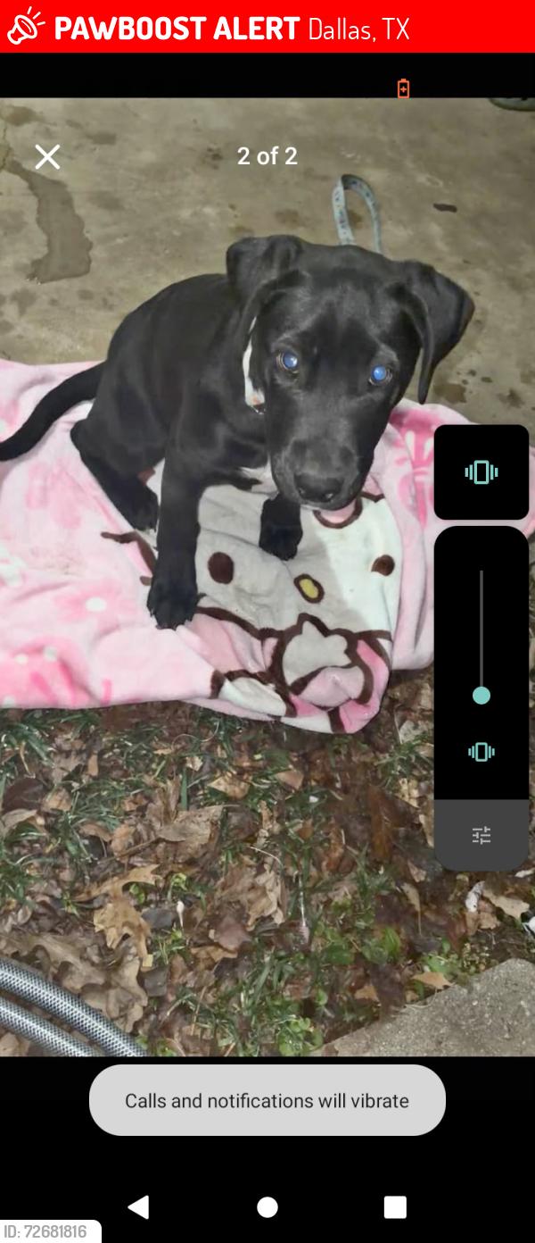 Lost Female Dog last seen Polk, Dallas, TX 75232