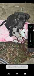Lost Female Dog last seen Polk, Dallas, TX 75232