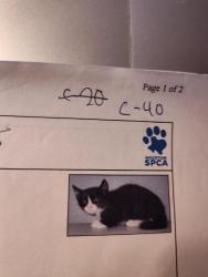 Lost Male Cat last seen Rogers Road/45, Willis, TX 77378