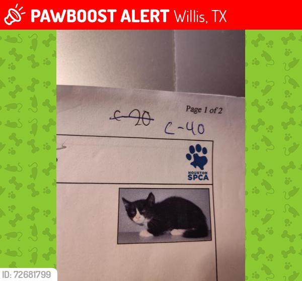 Lost Male Cat last seen Rogers Road/45, Willis, TX 77378