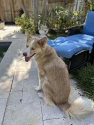 Lost Female Dog last seen 11th ave N. Dixie hwy lake worth, Lake Worth Beach, FL 33460