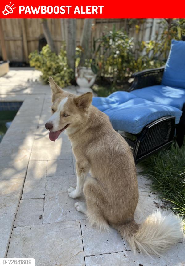 Lost Female Dog last seen 11th ave N. Dixie hwy lake worth, Lake Worth Beach, FL 33460