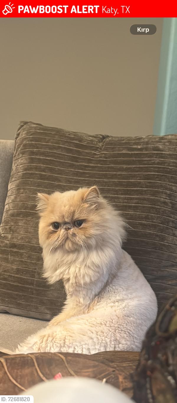 Lost Female Cat last seen Near Retama falls ln 77494, Katy, TX 77494