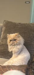 Lost Female Cat last seen Near Retama falls ln 77494, Katy, TX 77494