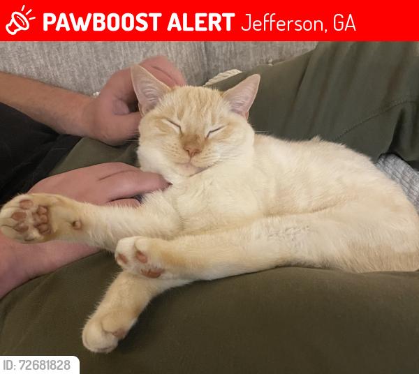 Lost Male Cat last seen Memorial drive, Ozark Bank, South State , Jefferson, GA 30549