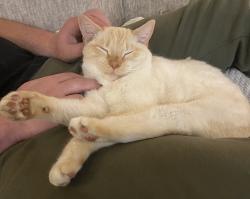 Lost Male Cat last seen Memorial drive, Ozark Bank, South State , Jefferson, GA 30549