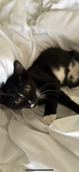 Lost Male Cat last seen Allgood rd and Scufflegrit, Marietta, GA 30062