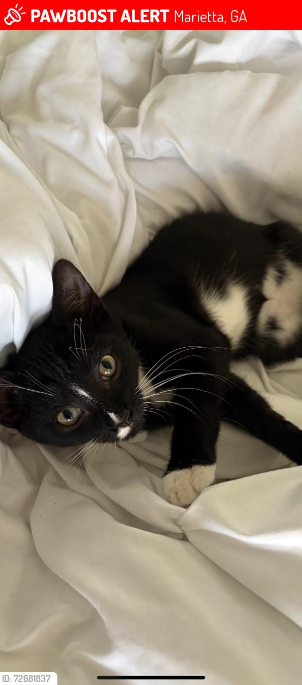 Lost Male Cat last seen Allgood rd and Scufflegrit, Marietta, GA 30062