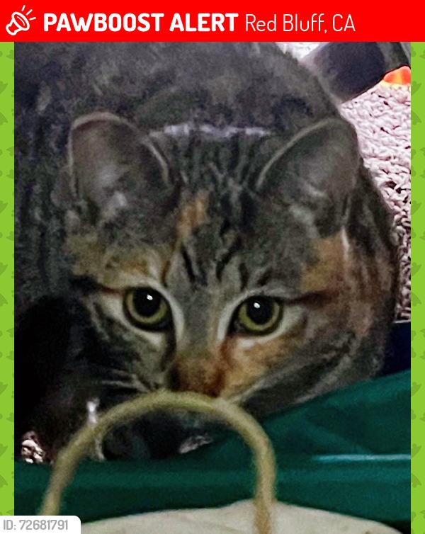 Lost Female Cat last seen Near Walnut St. next door to Westside Grange Hall, Red Bluff, CA 96080