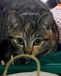 Lost Female Cat last seen Near Walnut St. next door to Westside Grange Hall, Red Bluff, CA 96080