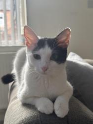 Lost Female Cat last seen Campbell road , Stoke-on-Trent, England ST4 4DU