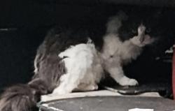 Found/Stray Unknown Cat last seen Jungle Rd and SR 46, Geneva, FL 32732