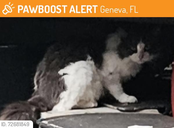Found/Stray Unknown Cat last seen Jungle Rd and SR 46, Geneva, FL 32732