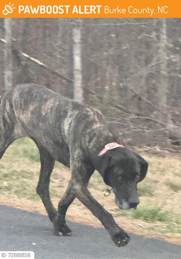 Found/Stray Unknown Dog last seen Double C Acres, Burke County, NC 28655