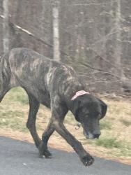 Found/Stray Unknown Dog last seen Double C Acres, Burke County, NC 28655