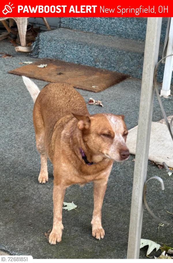 Lost Female Dog last seen Harman and Pine Lake Road, New Springfield, OH 44443