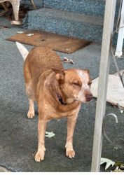 Lost Female Dog last seen Harman and Pine Lake Road , New Springfield, OH 44443