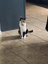 Lost Female Cat last seen Pin oak creek ln, Houston, TX 77345