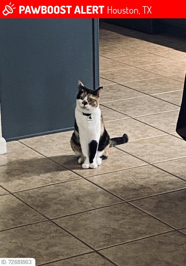Lost Female Cat last seen Pin oak creek ln, Houston, TX 77345