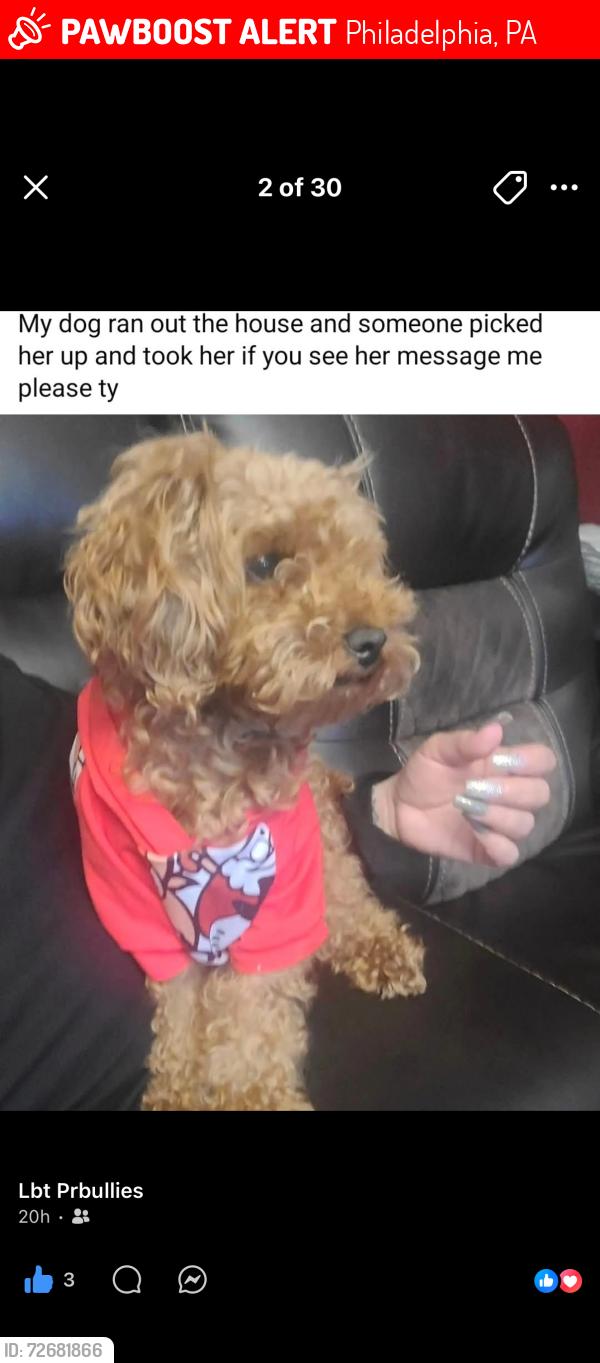 Lost Female Dog last seen Huntingdon , Philadelphia, PA 19140