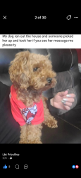 Lost Female Dog last seen Huntingdon , Philadelphia, PA 19140