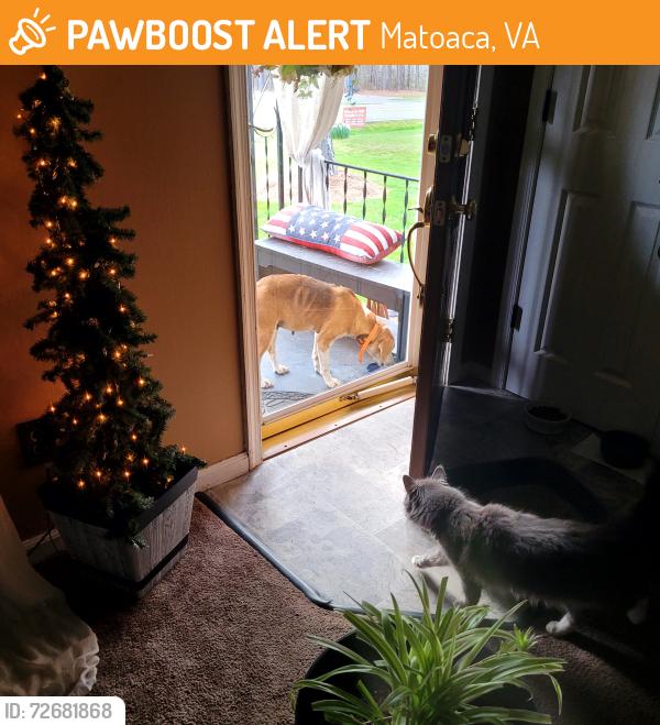 Found/Stray Female Dog last seen Matoaca Road, Matoaca, VA 23803