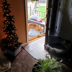 Found/Stray Female Dog last seen Matoaca Road, Matoaca, VA 23803