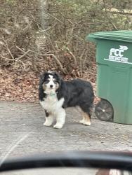 Found/Stray Unknown Dog last seen sweeten creek — closest to the mountain , Asheville, NC 28704
