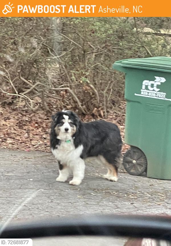 Found/Stray Unknown Dog last seen sweeten creek — closest to the mountain , Asheville, NC 28704