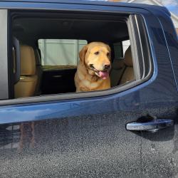 Lost Male Dog last seen Ladysmith dafety rest arra sputj, I-95, VA 23060