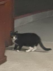 Found/Stray Unknown Cat last seen Regional hosp , San Jose, CA 95116