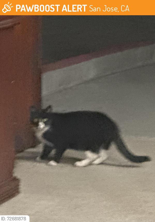 Found/Stray Unknown Cat last seen Regional hosp , San Jose, CA 95116