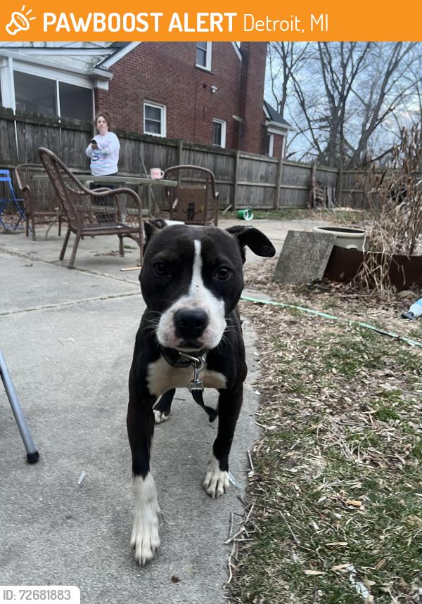 Found/Stray Female Dog last seen curtis and redfern, Detroit, MI 48219