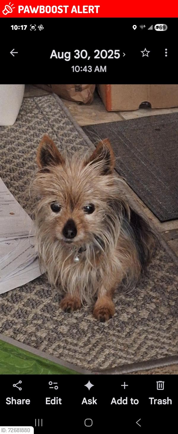 Lost Female Dog last seen Nyes rd/Fairmont/Locust lane, Lower Paxton Township, PA 17111