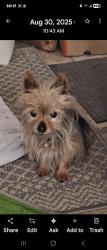Lost Female Dog last seen Nyes rd/Fairmont/Locust lane, Lower Paxton Township, PA 17111