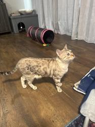 Lost Female Cat last seen Near E Temple Drive , Aurora, CO 80015