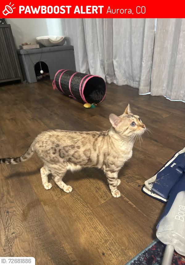 Lost Female Cat last seen Near E Temple Drive , Aurora, CO 80015