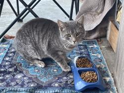 Found/Stray Male Cat last seen Camelot drive Fayetteville nc , Fayetteville, NC 28304