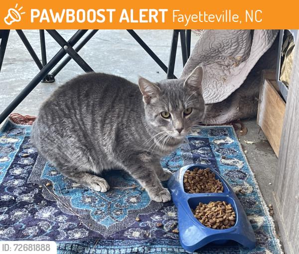 Found/Stray Male Cat last seen Camelot drive Fayetteville nc , Fayetteville, NC 28304