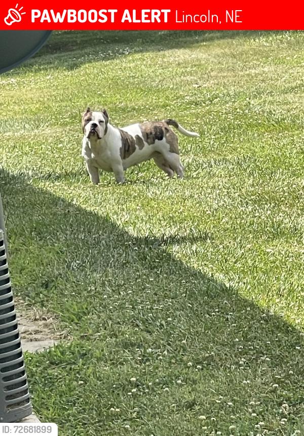 Lost Female Dog last seen N 1st street , Lincoln, NE 68521