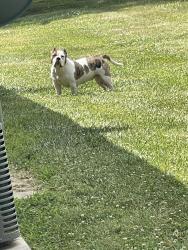 Lost Female Dog last seen N 1st street , Lincoln, NE 68521