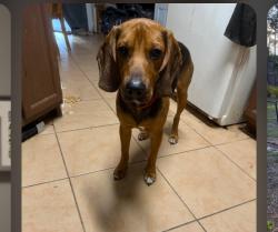 Lost Male Dog last seen Gilbert street and Schumann, Sebastian, FL 32958