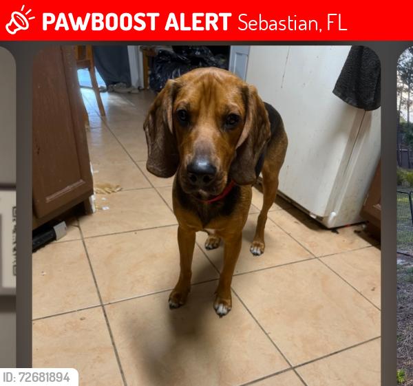 Lost Male Dog last seen Gilbert street and Schumann, Sebastian, FL 32958