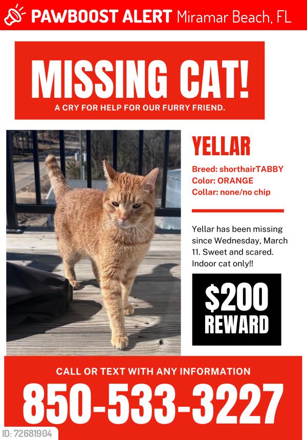 Lost Male Cat last seen Near sandpiper drive and Sandestin Golf Beach and Resort, Miramar Beach, FL 32550