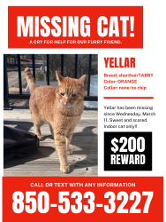 Lost Male Cat last seen Near sandpiper drive and Sandestin Golf Beach and Resort, Miramar Beach, FL 32550