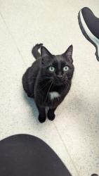 Lost Male Cat last seen Shakertown/county line/ grange hall Rd. Cinnamon ridge park (woods), Beavercreek, OH 45430