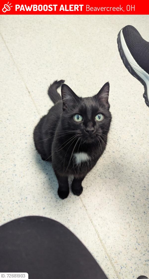 Lost Male Cat last seen Shakertown/county line/ grange hall Rd. Cinnamon ridge park (woods), Beavercreek, OH 45430